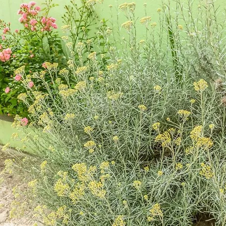 Tatijana Appartement Makarska